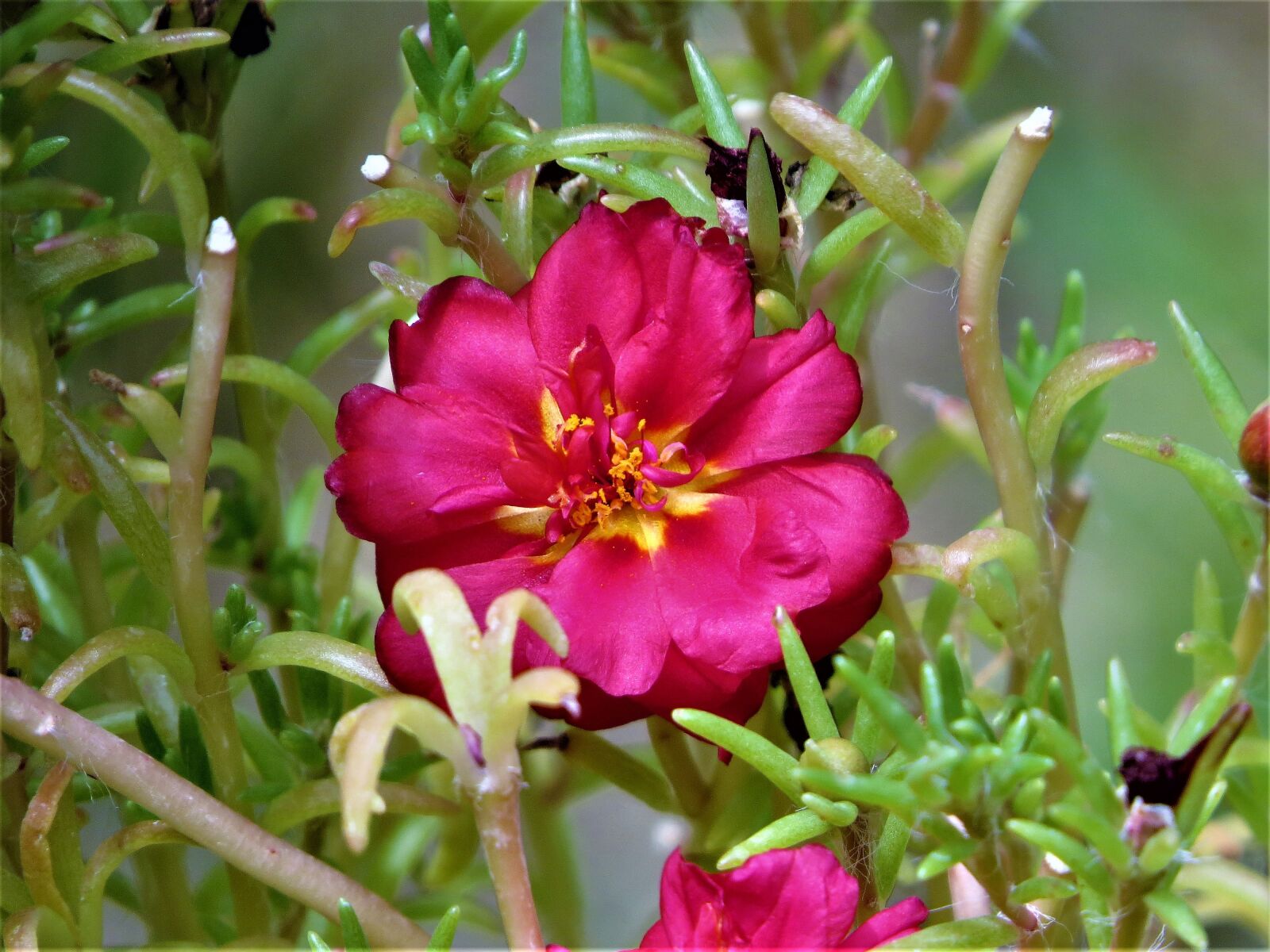 Canon PowerShot SX50 HS sample photo. Flower, red, yellow photography