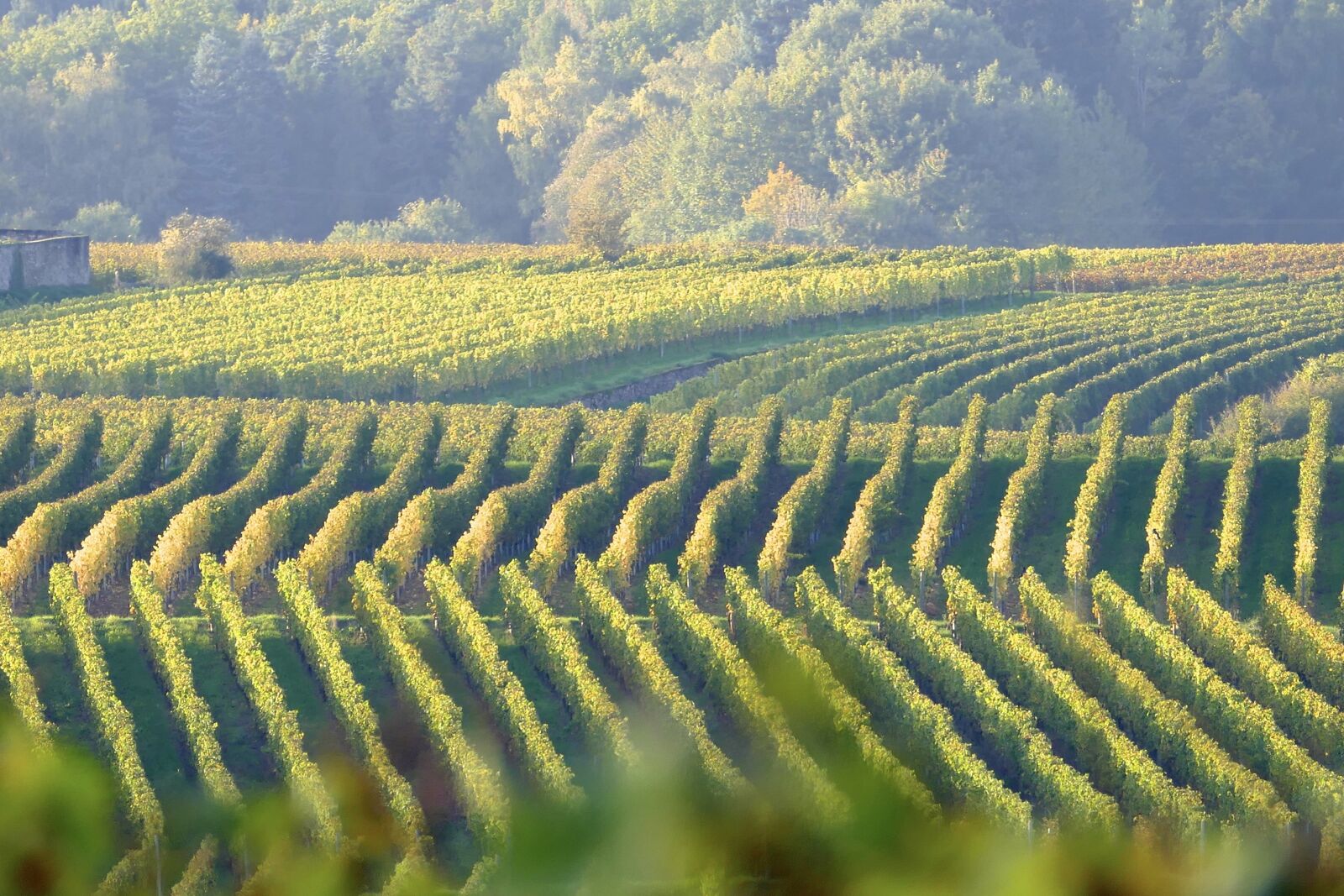 Panasonic Lumix DMC-FZ1000 sample photo. Vines, green, grapevine photography