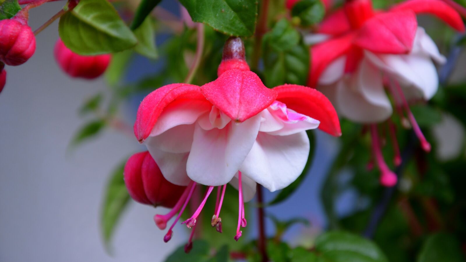Nikon D5100 sample photo. Fucsia, flower, blossom photography
