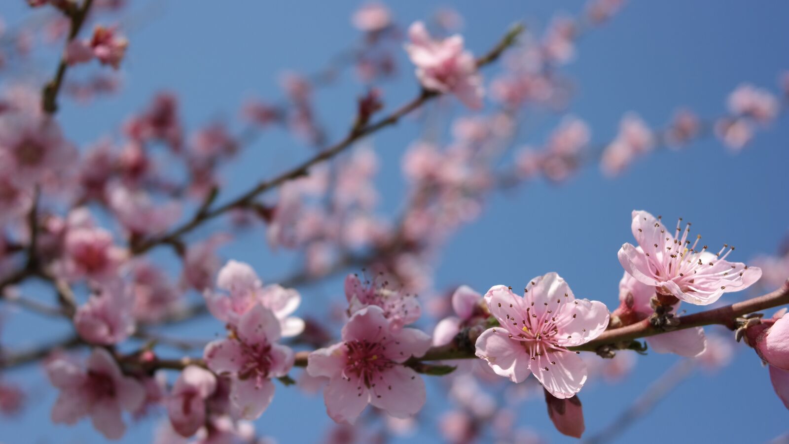 Samsung NX300 sample photo. Spring, flower, sky photography