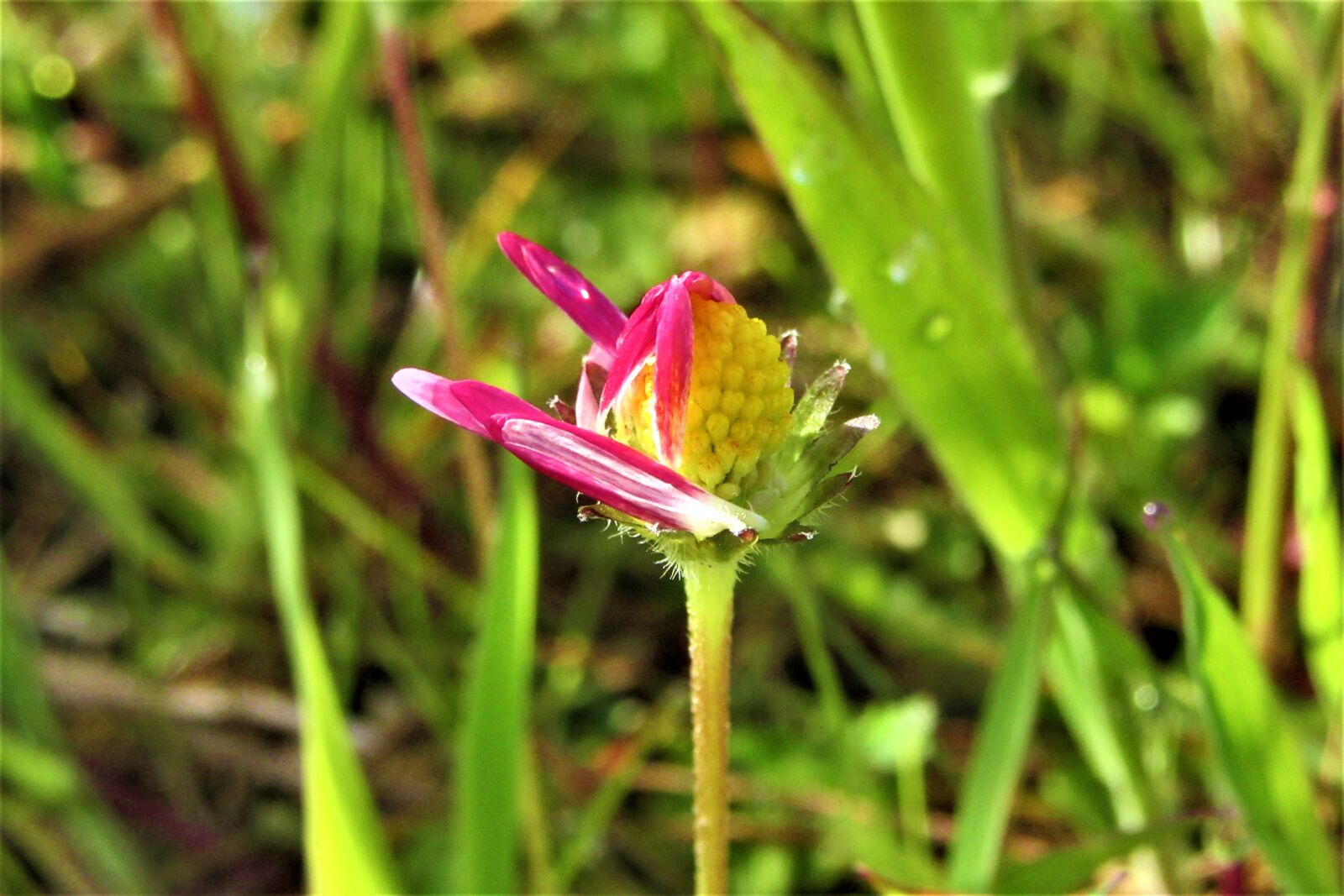 Canon PowerShot SX610 HS sample photo. Morning, daisy, pink photography