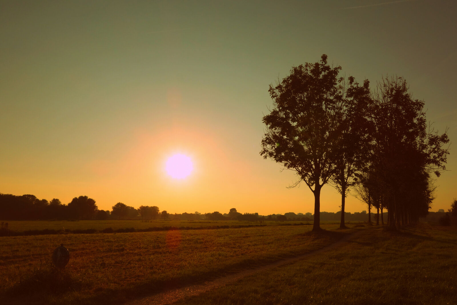 Sony Cyber-shot DSC-RX100 sample photo. Silhouette, of, trees, against photography