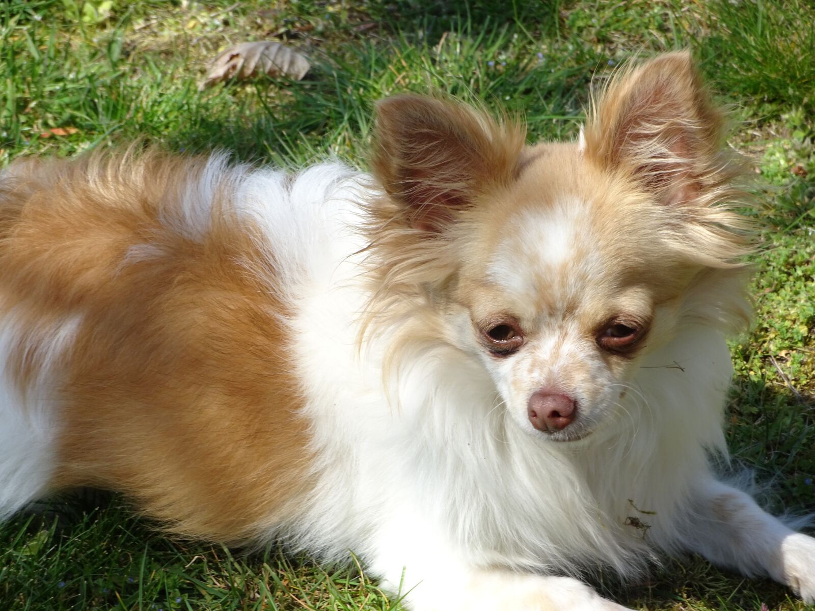 Sony DSC-HX90 sample photo. Chihuahua, dog, small photography