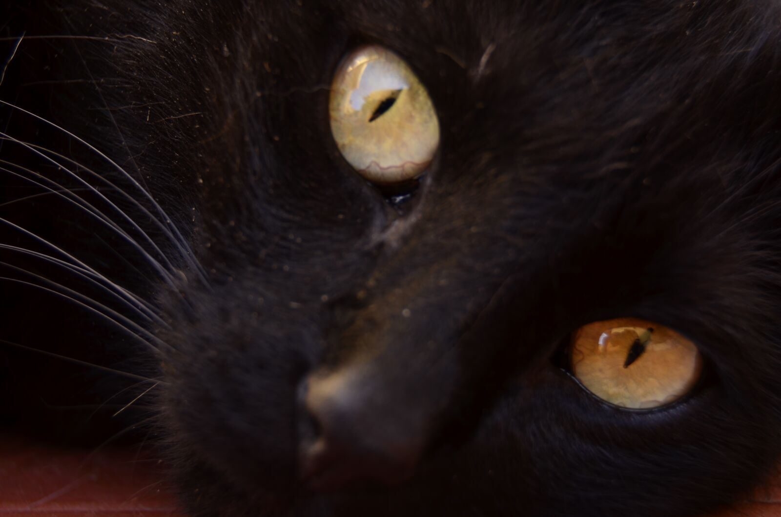 Nikon D5100 sample photo. Look, feline, pet photography