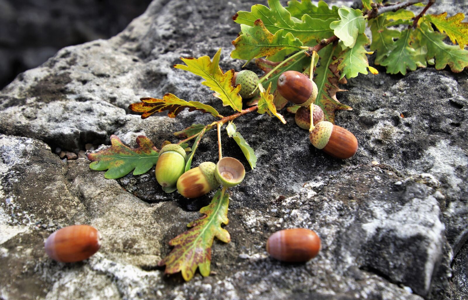 Canon EOS 80D sample photo. Sprig, rock, oak photography