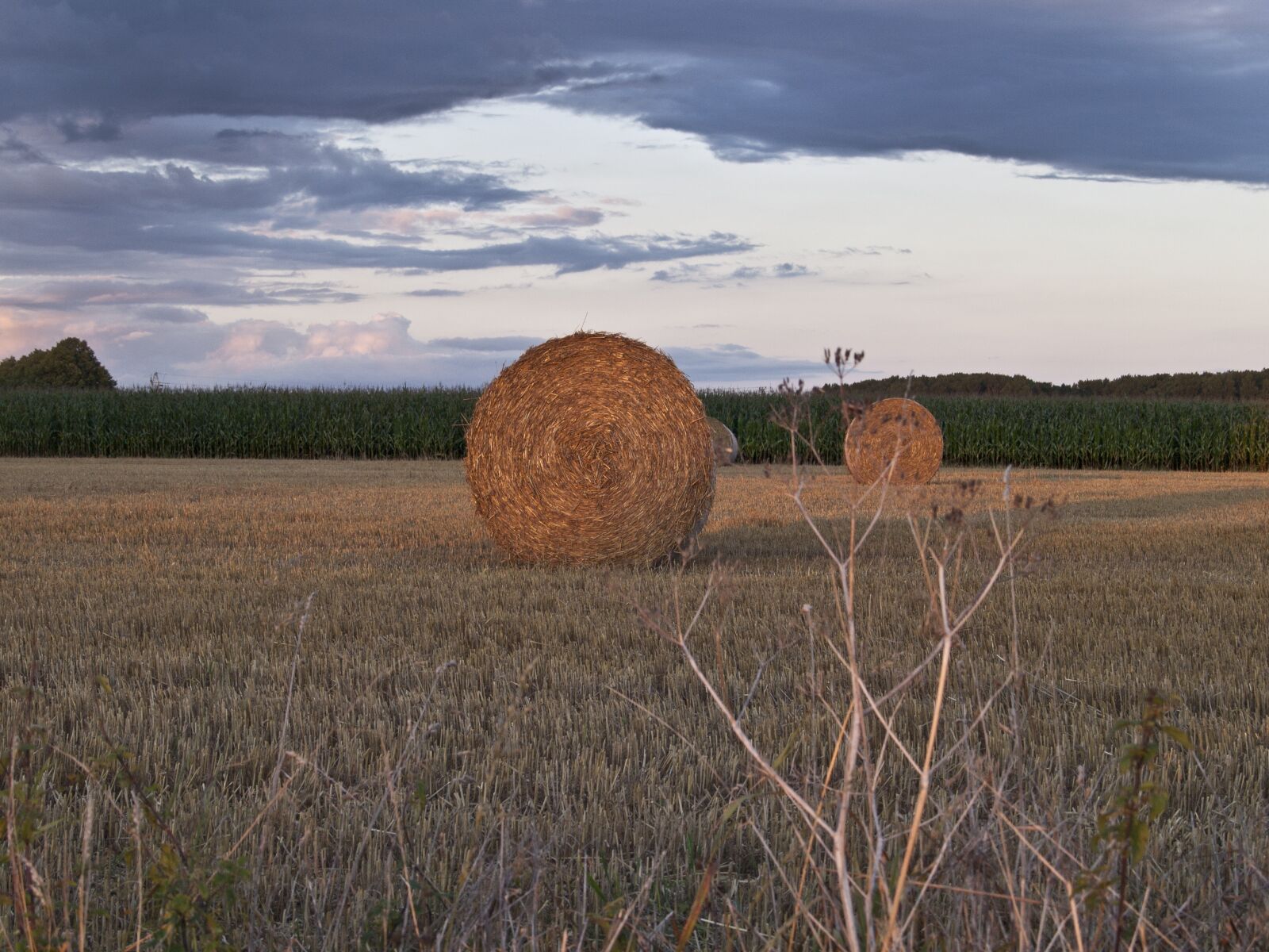 Olympus E-420 (EVOLT E-420) sample photo. Straw, field, harvest photography