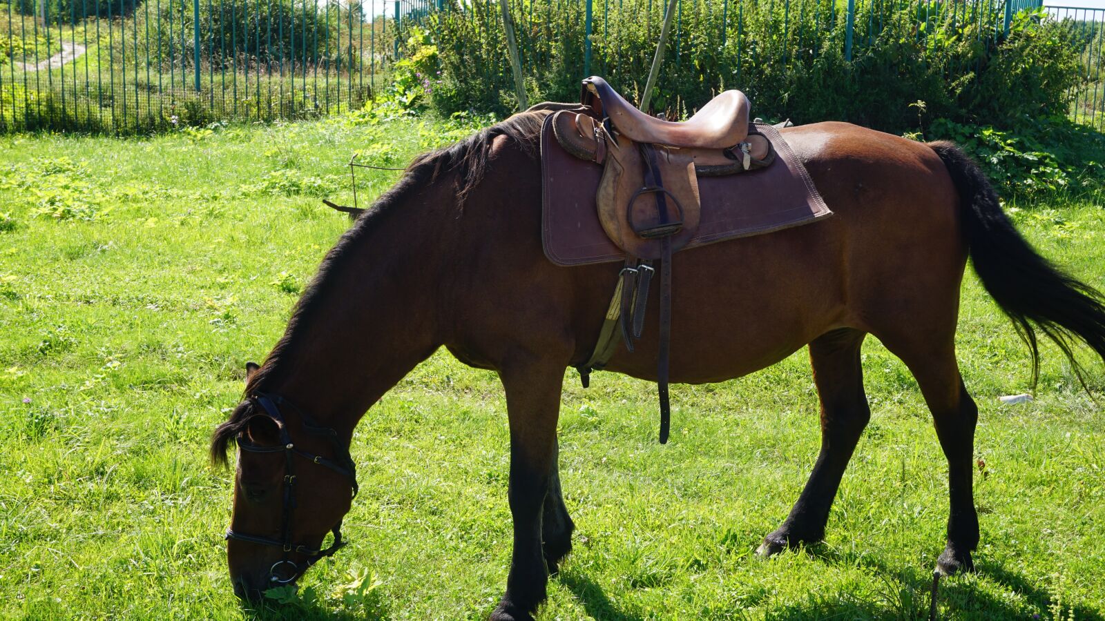 Sony a6000 sample photo. Horse, pony, animal photography