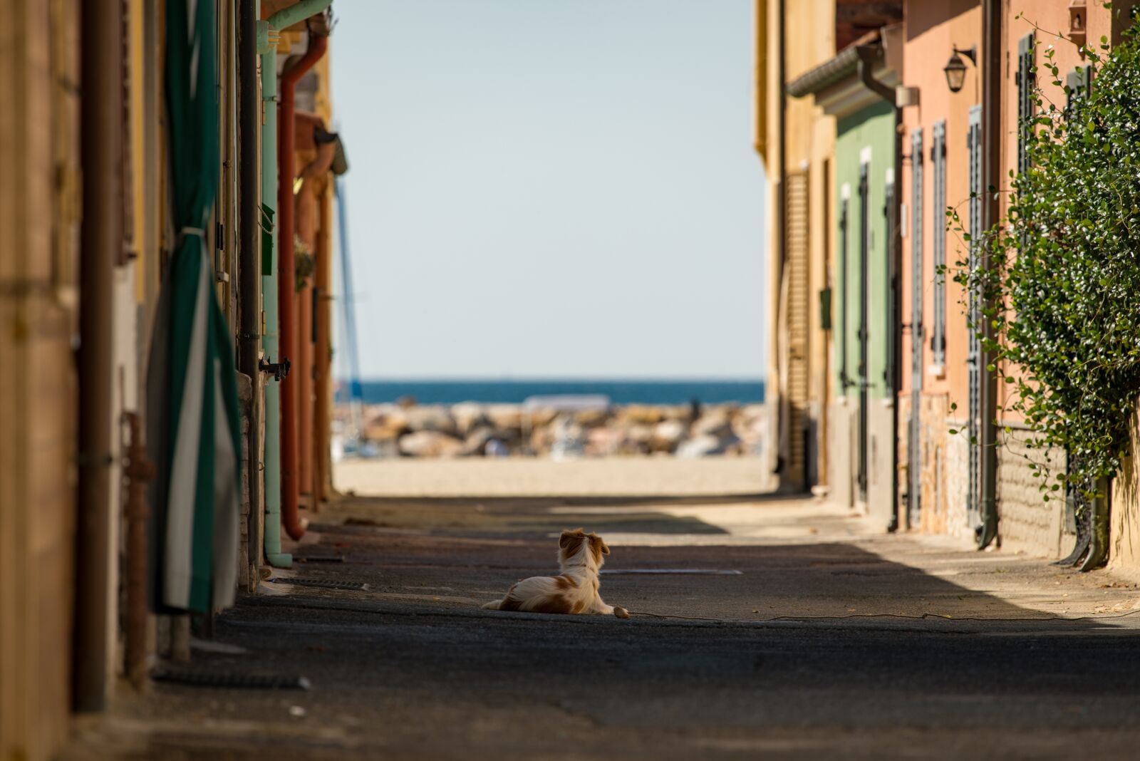 Nikon D800E sample photo. Street, dog, sea photography