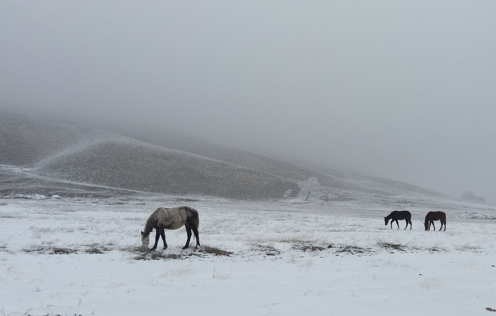 Samsung Galaxy J5 sample photo. Fog, horse, horses, mountain photography