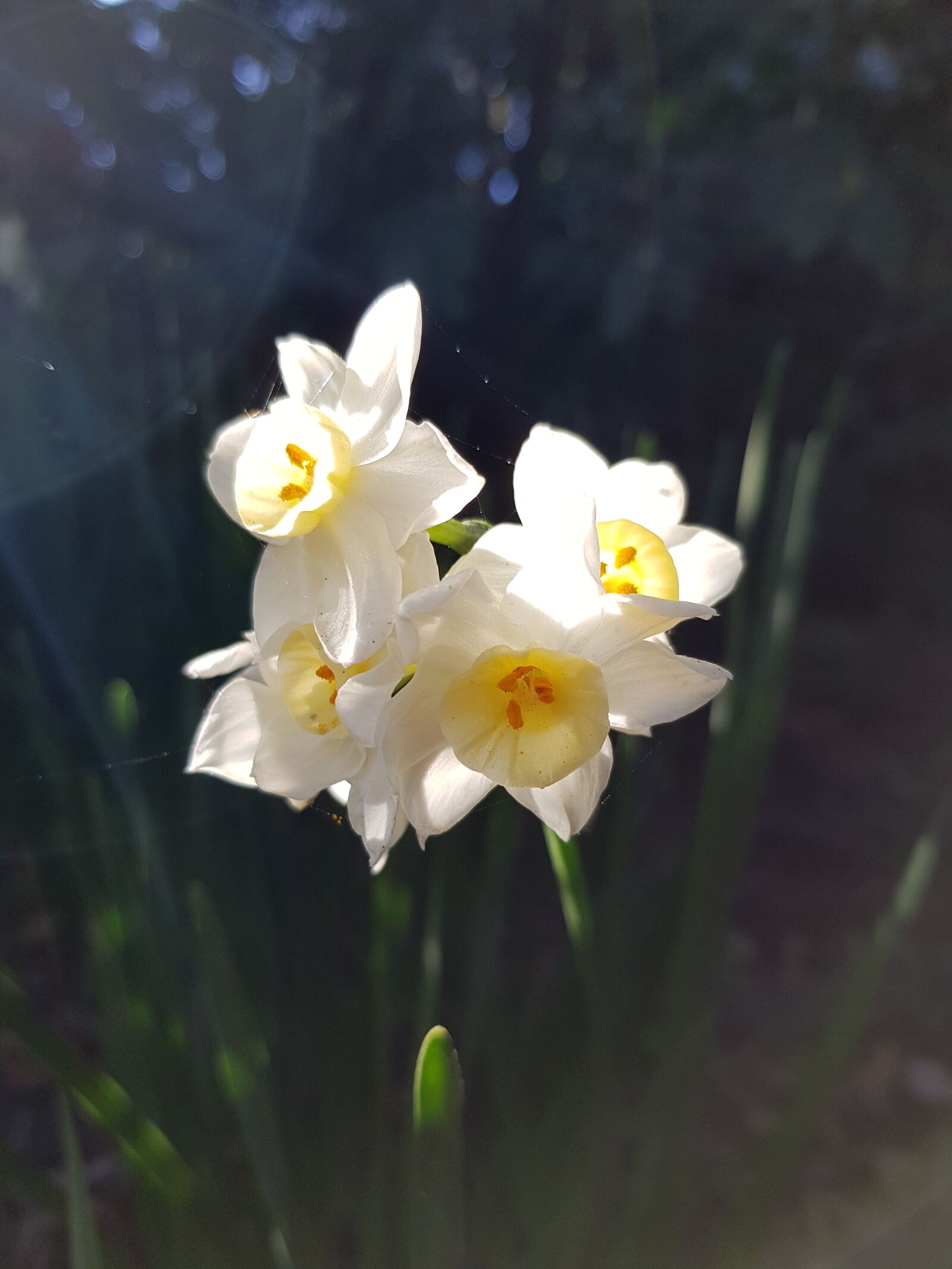 Samsung Galaxy S8+ sample photo. Flowers, nature, light photography