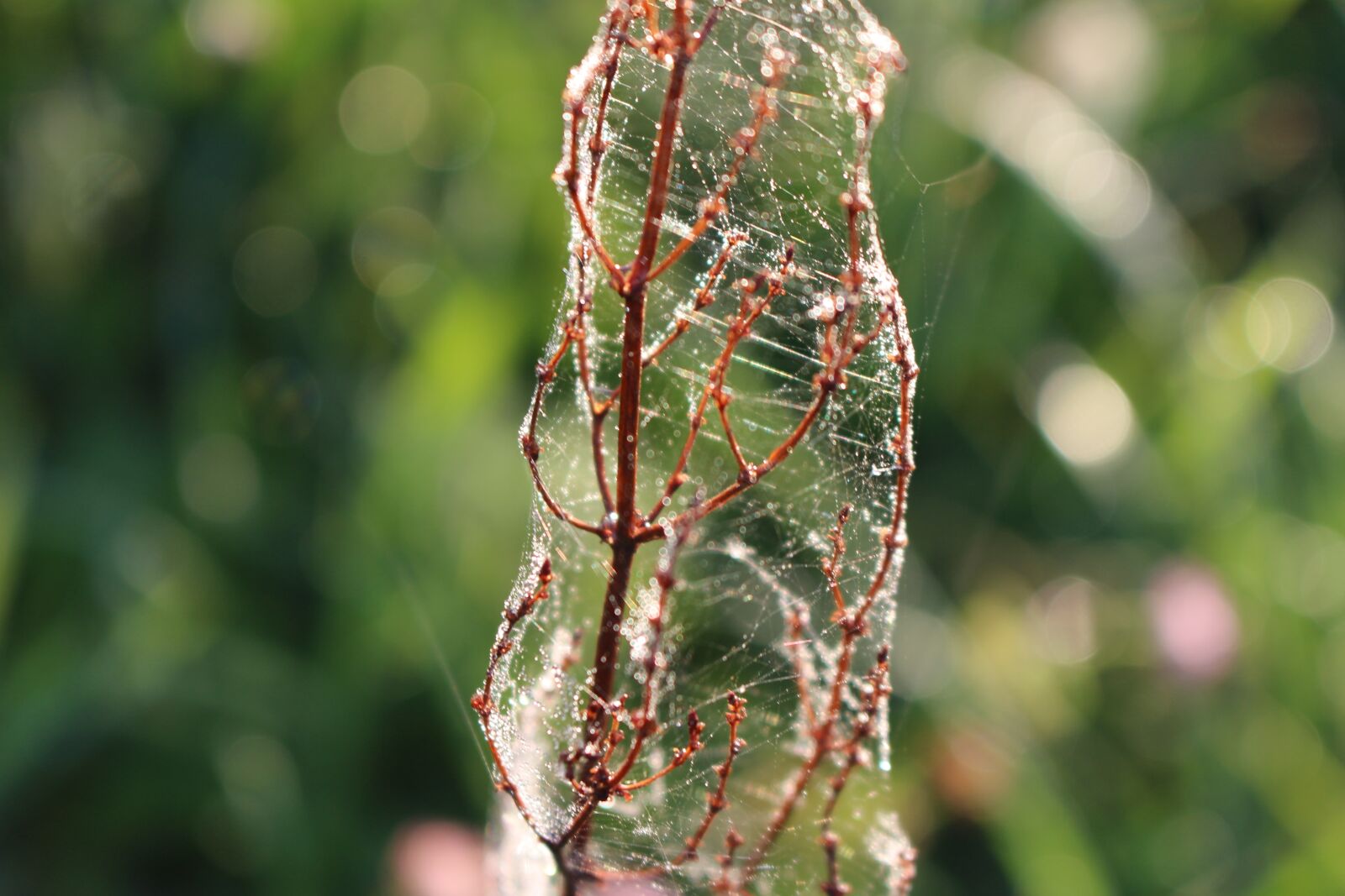 Canon EOS 100D (EOS Rebel SL1 / EOS Kiss X7) sample photo. Nature, plant, cobwebs photography