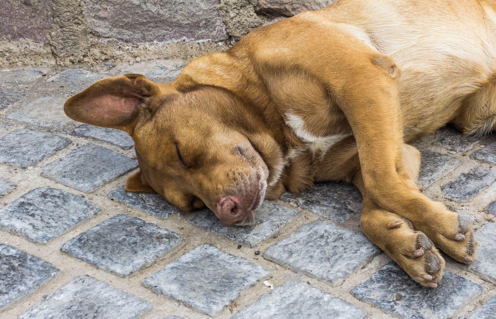 Canon EOS 1200D (EOS Rebel T5 / EOS Kiss X70 / EOS Hi) sample photo. Dog, sleep, park photography
