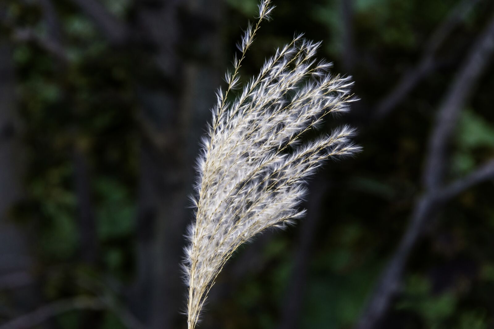 Nikon D800 sample photo. Grass, flower, seed photography