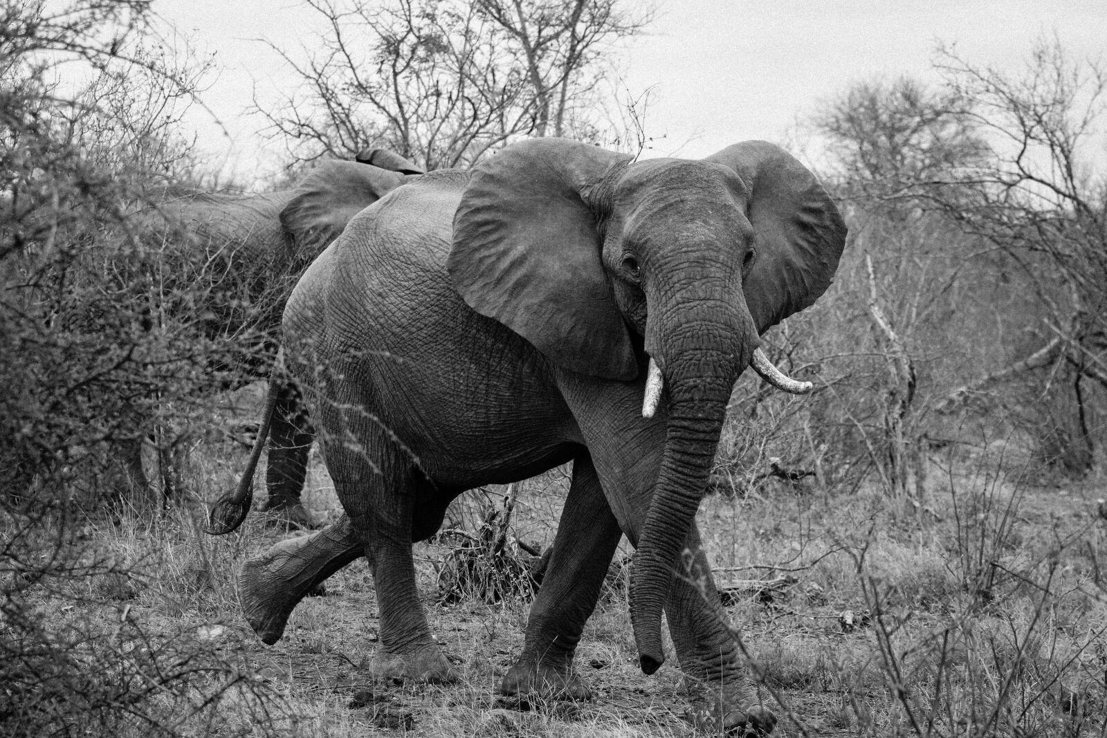 Canon EF 70-200mm F2.8L USM sample photo. Elephant, wildlife, african photography