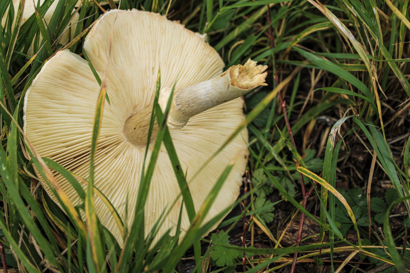 Canon EOS 2000D (EOS Rebel T7 / EOS Kiss X90 / EOS 1500D) sample photo. Mushroom, wild, nature photography