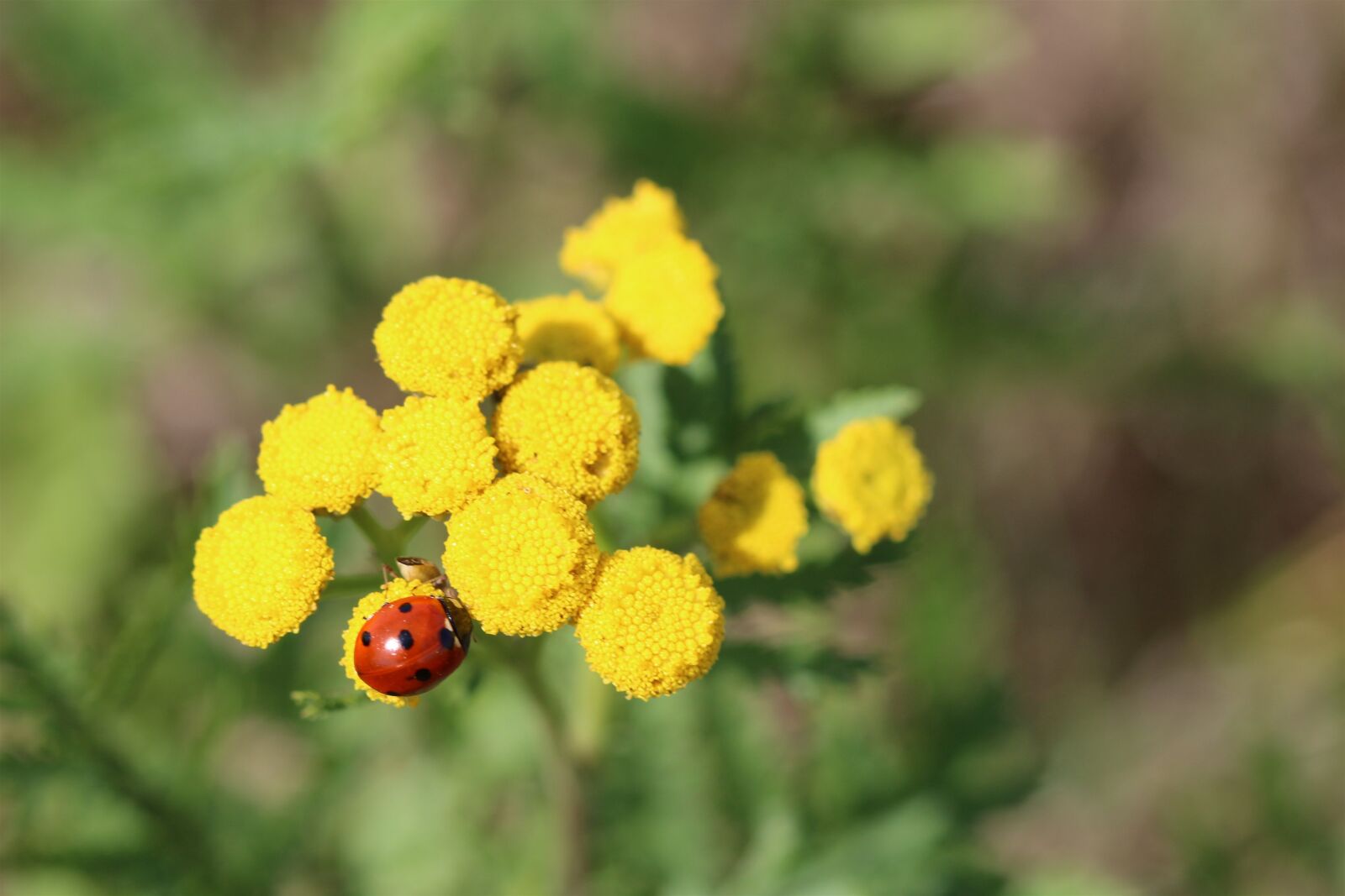 Canon EOS 100D (EOS Rebel SL1 / EOS Kiss X7) + Canon EF 100mm F2.8 Macro USM sample photo. Ladybug, yellow weeds, bug photography