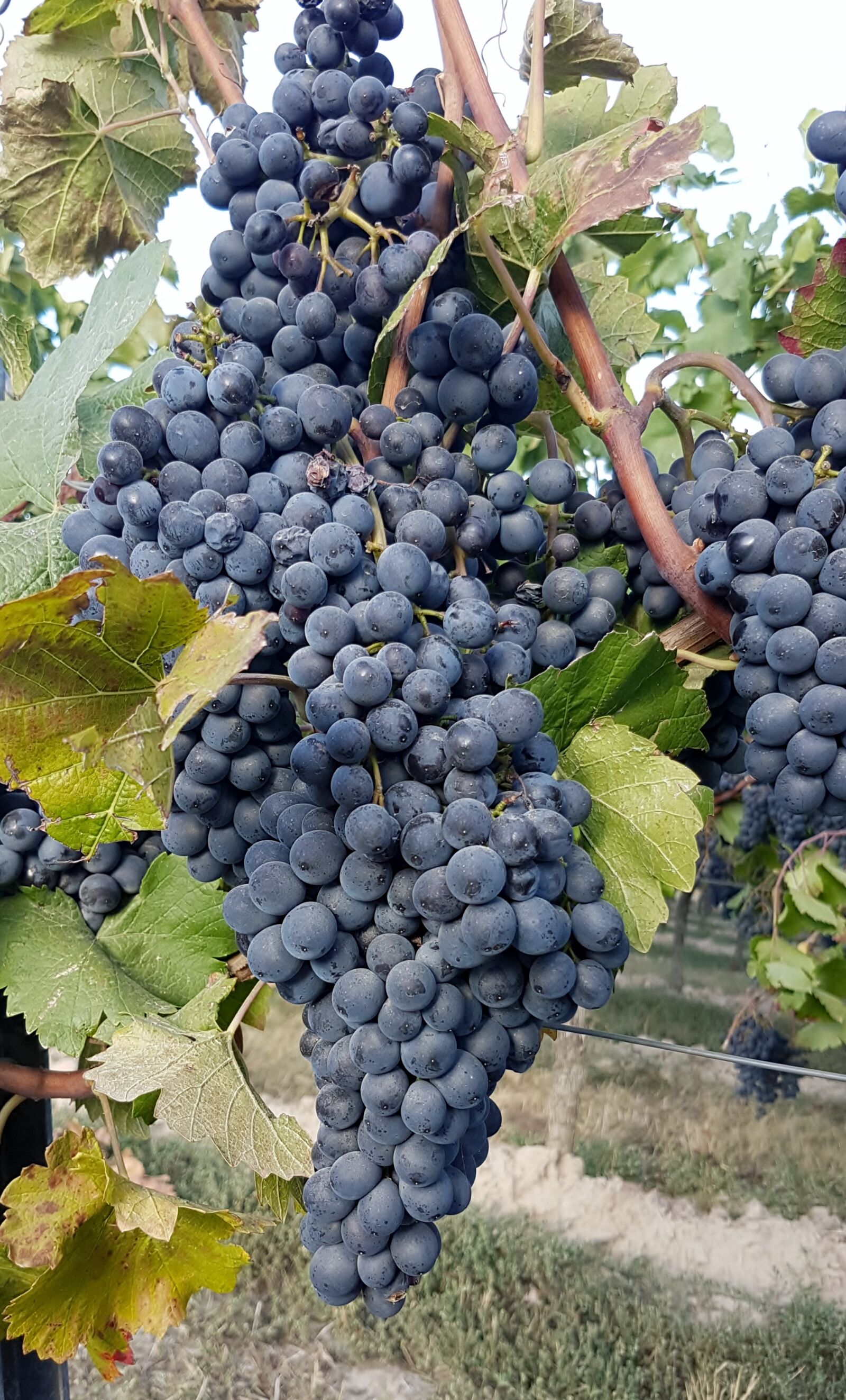 Samsung Galaxy S7 Edge sample photo. Wine, vines, vine photography