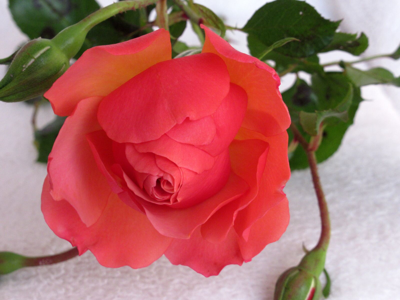 Canon PowerShot SX620 HS sample photo. Rose, garden, in the photography