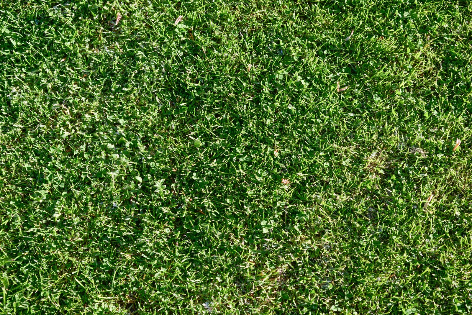 Nikon D610 sample photo. Grass, field, green photography