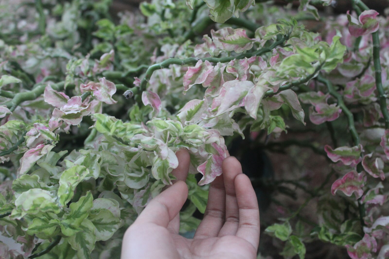Canon EOS 1200D (EOS Rebel T5 / EOS Kiss X70 / EOS Hi) sample photo. Female, hand, leaf photography