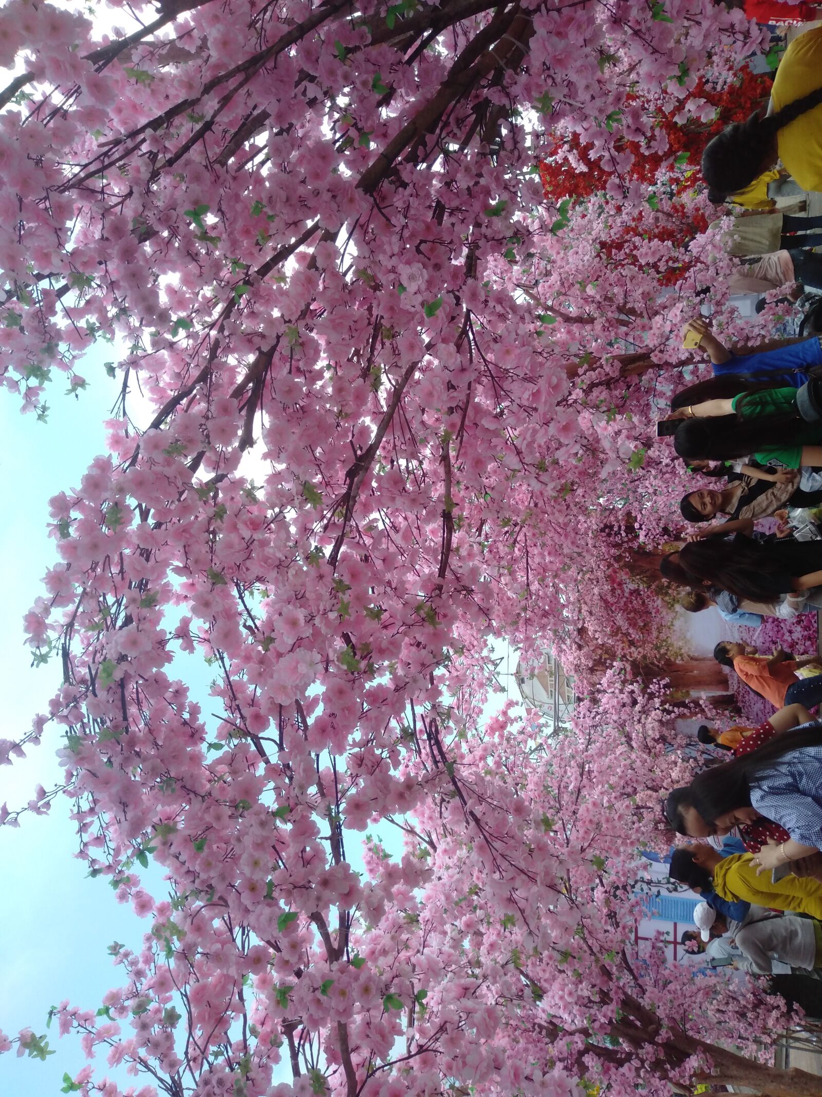 OPPO A3S sample photo. Cherry blossom, festival, look photography
