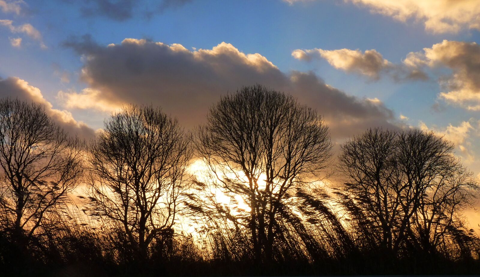Panasonic Lumix DMC-FZ35 (Lumix DMC-FZ38) sample photo. Trees, clouds, sunset photography