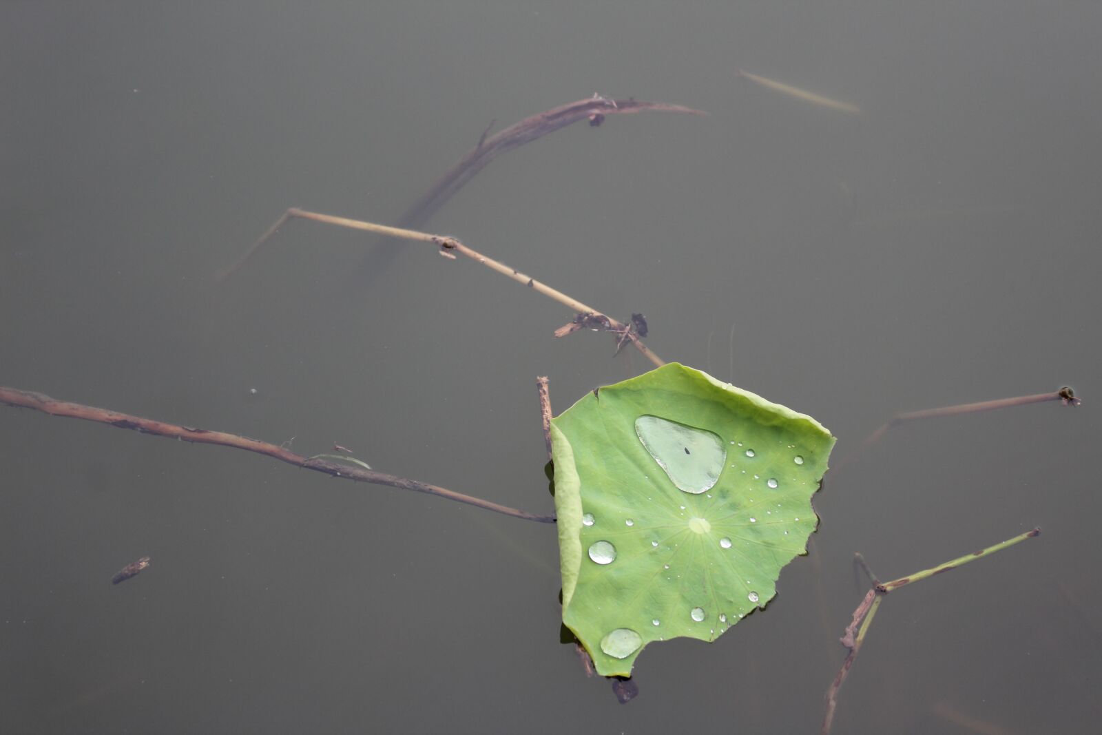 Canon EOS 1300D (EOS Rebel T6 / EOS Kiss X80) sample photo. Lotus leaf, plant, green photography