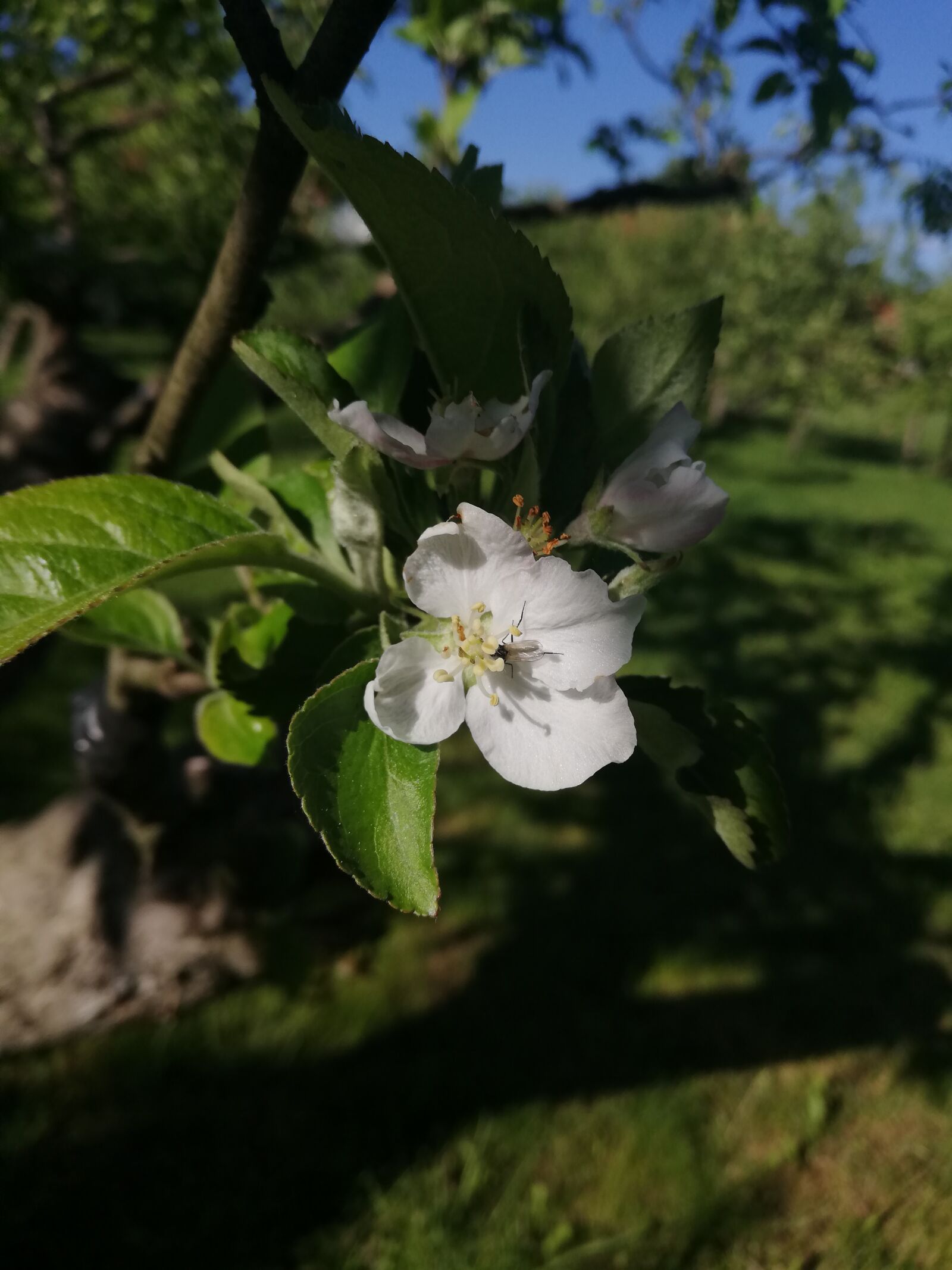 HUAWEI P20 lite sample photo. Apple, orchard, nature photography