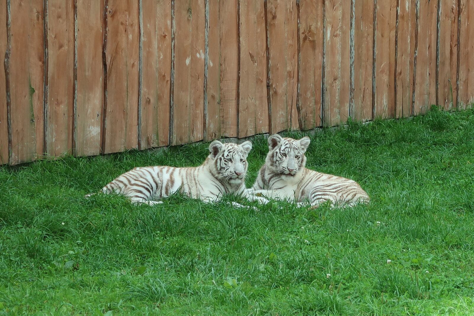 Canon PowerShot G7 X Mark II sample photo. Animal, tiger, borysew photography