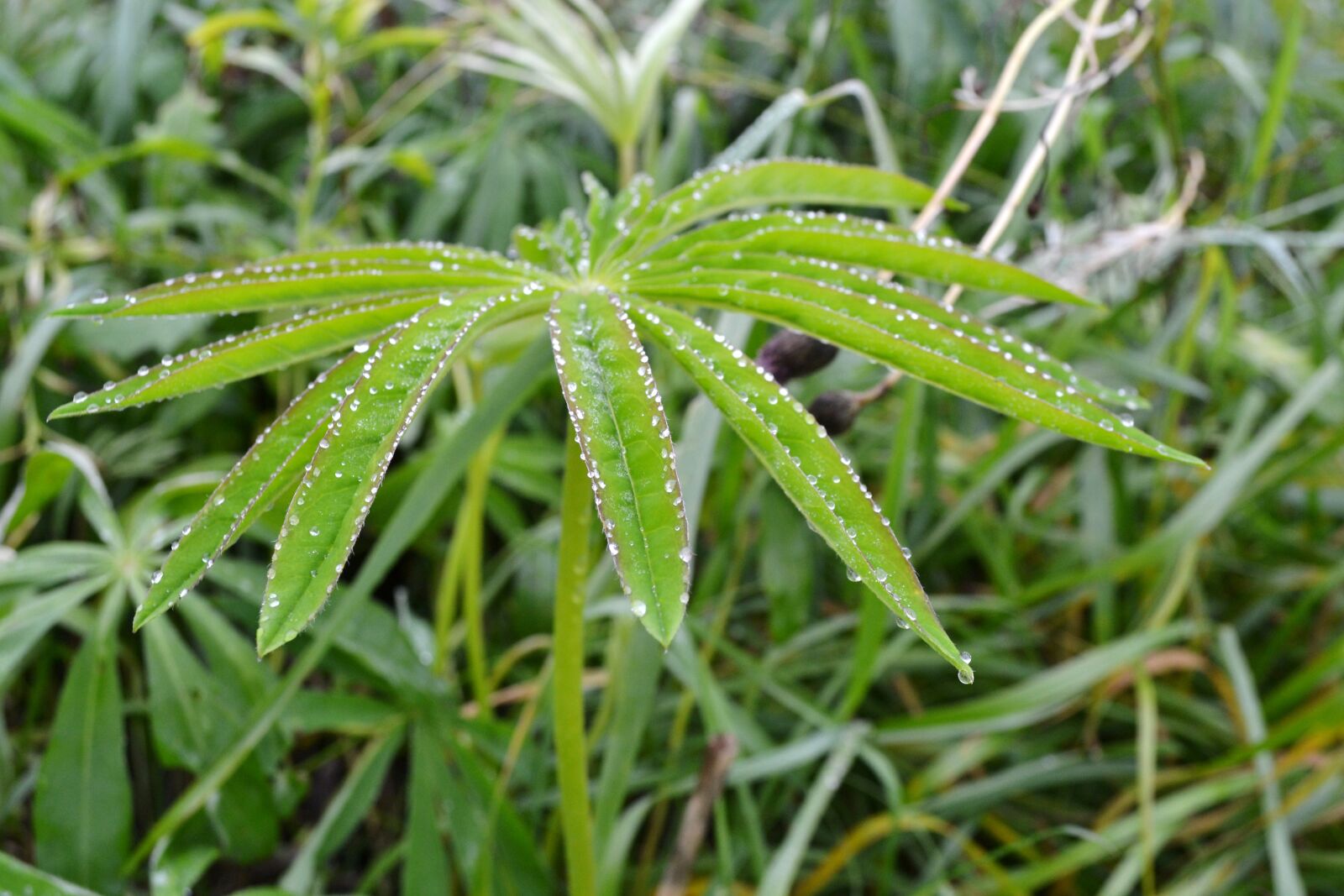 Nikon D3100 sample photo. Plant, green, nature photography