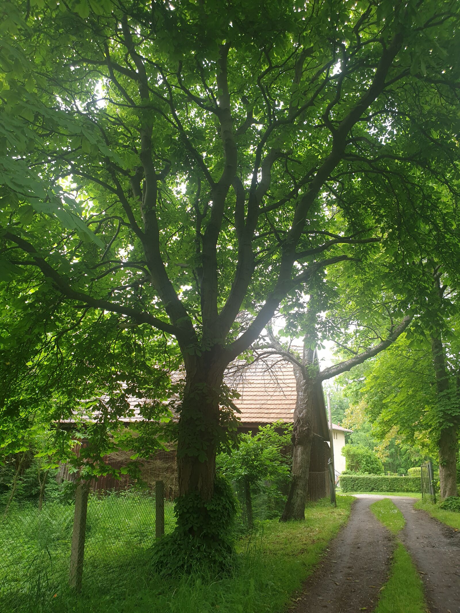 Samsung Galaxy S9 sample photo. Tree, nature, village photography