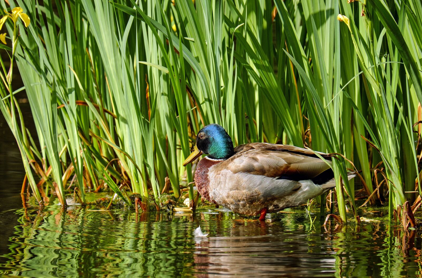 Fujifilm X-T10 + Fujifilm XC 50-230mm F4.5-6.7 OIS sample photo. Duck, animal, water bird photography