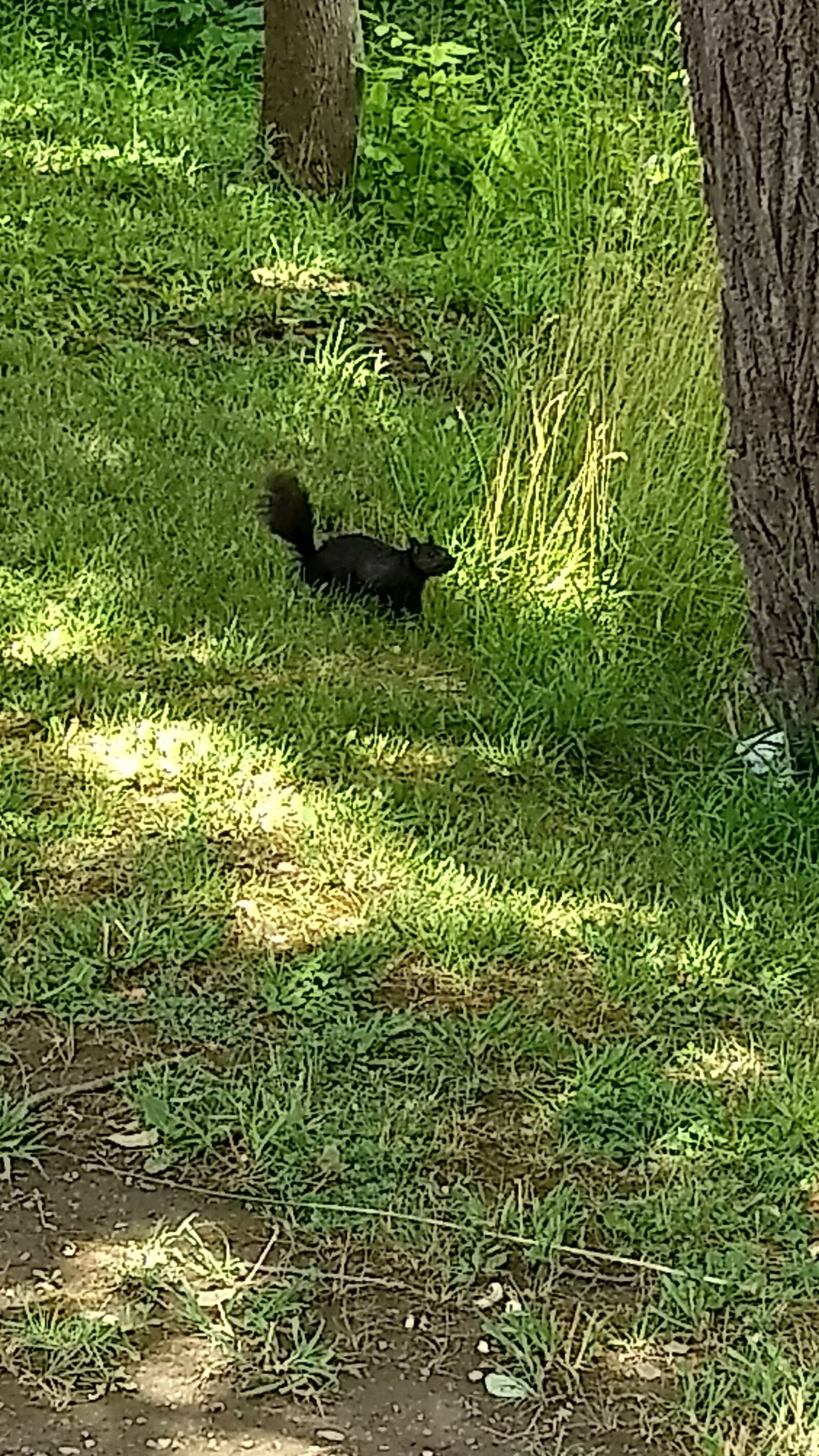 Motorola Moto G (5) Plus sample photo. Squirrel, black, nature photography