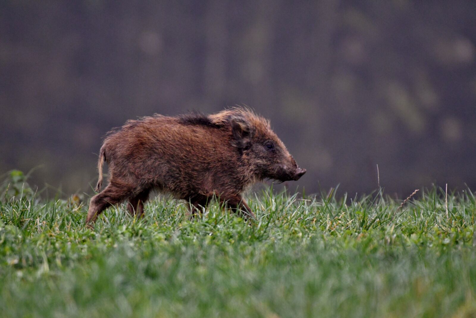 Nikon D500 sample photo. Hog, wild, brush photography