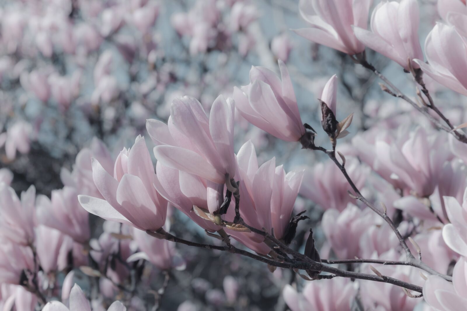 Fujifilm XF 55-200mm F3.5-4.8 R LM OIS sample photo. Tulip magnolia, tree, spring photography