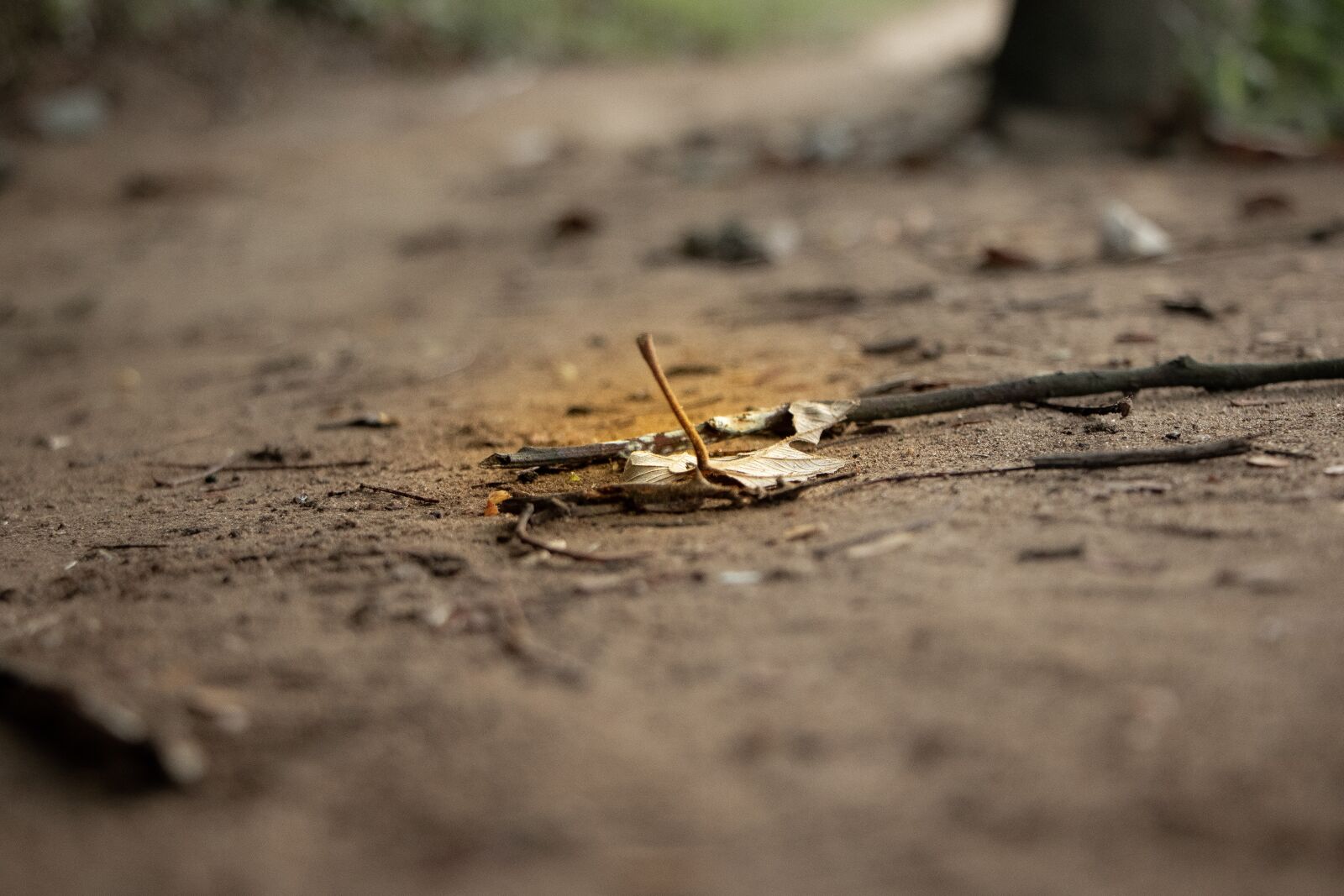 Canon EOS 70D + Canon EF-S 18-135mm F3.5-5.6 IS STM sample photo. Leaf, path, floor photography