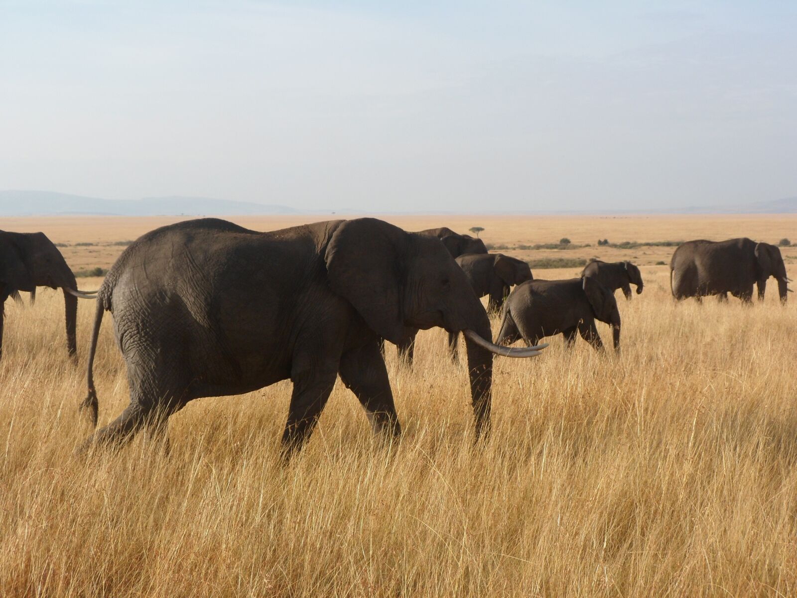 Samsung PL210, PL211 / VLUU PL210, PL211 sample photo. Elephants, africa, wildlife photography