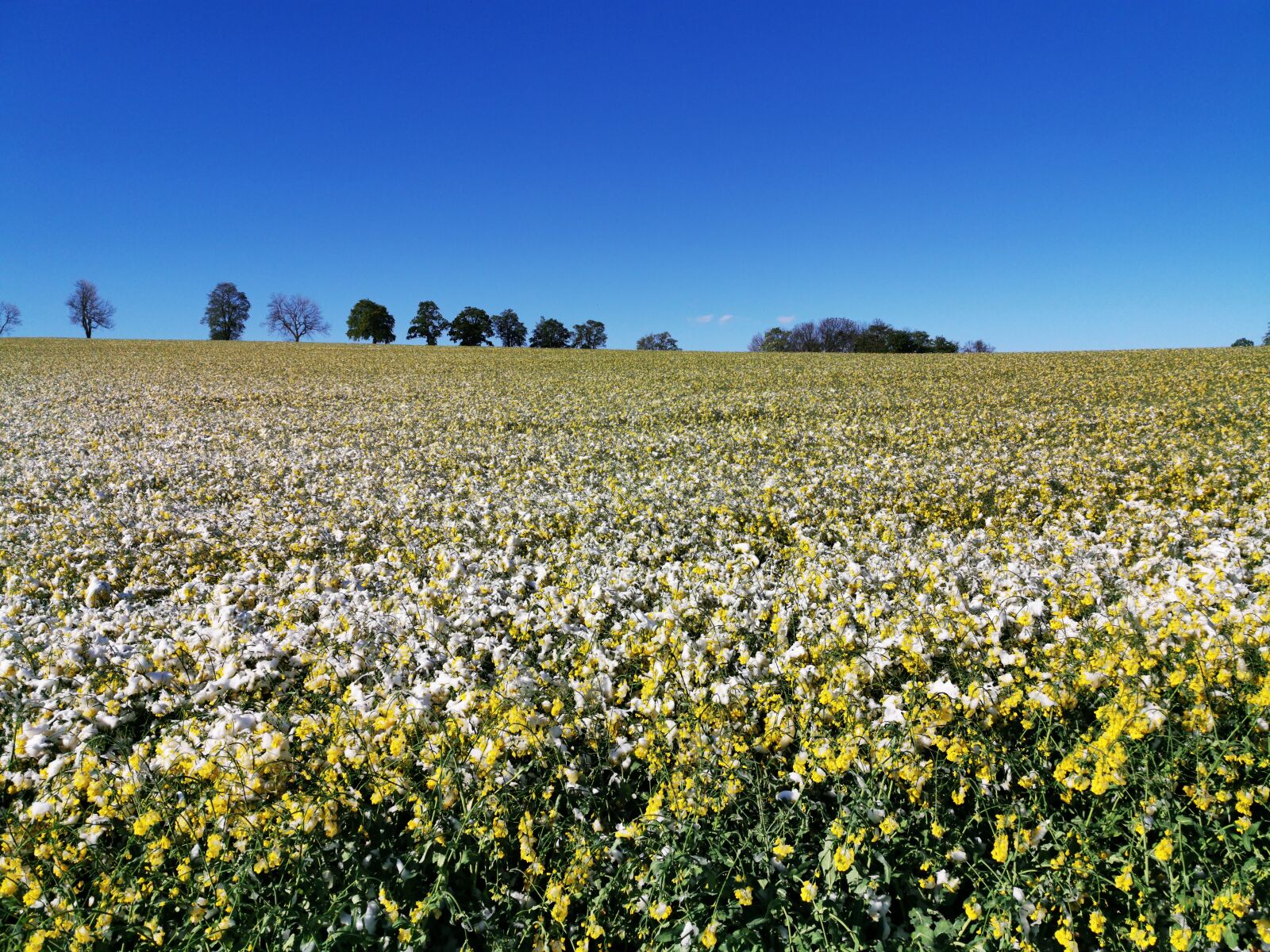 HUAWEI P30 Pro sample photo. Field of rapeseeds, mrs photography