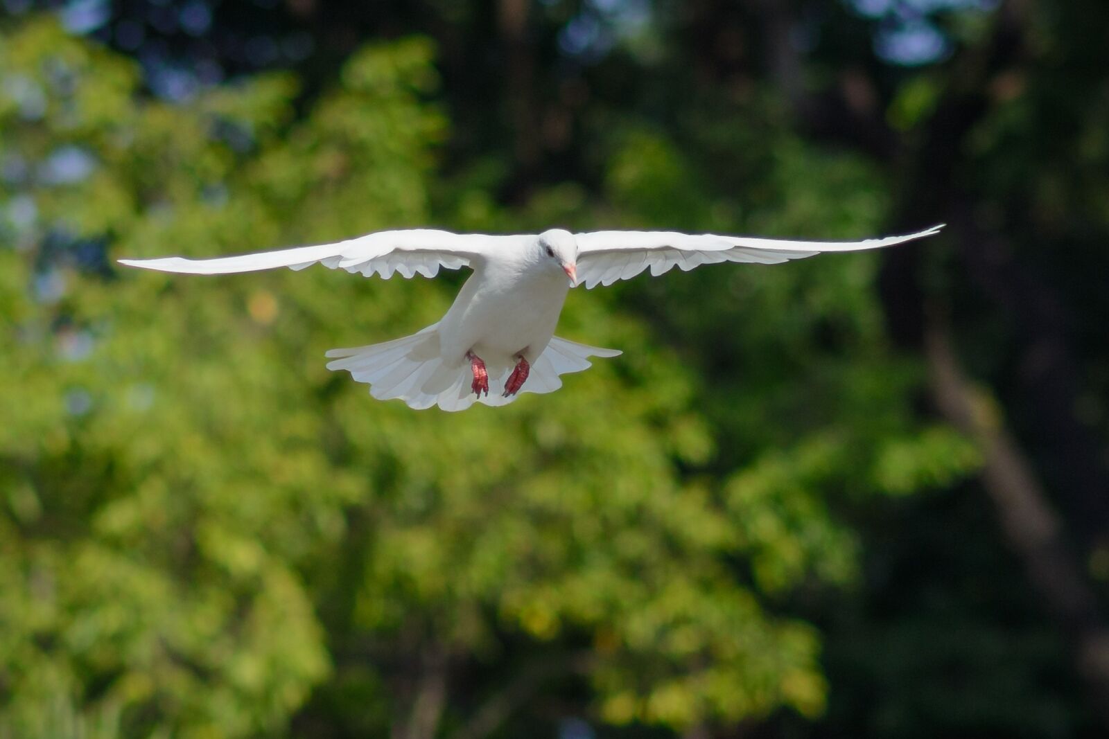 Nikon D7100 sample photo. Dove, bird, fly photography