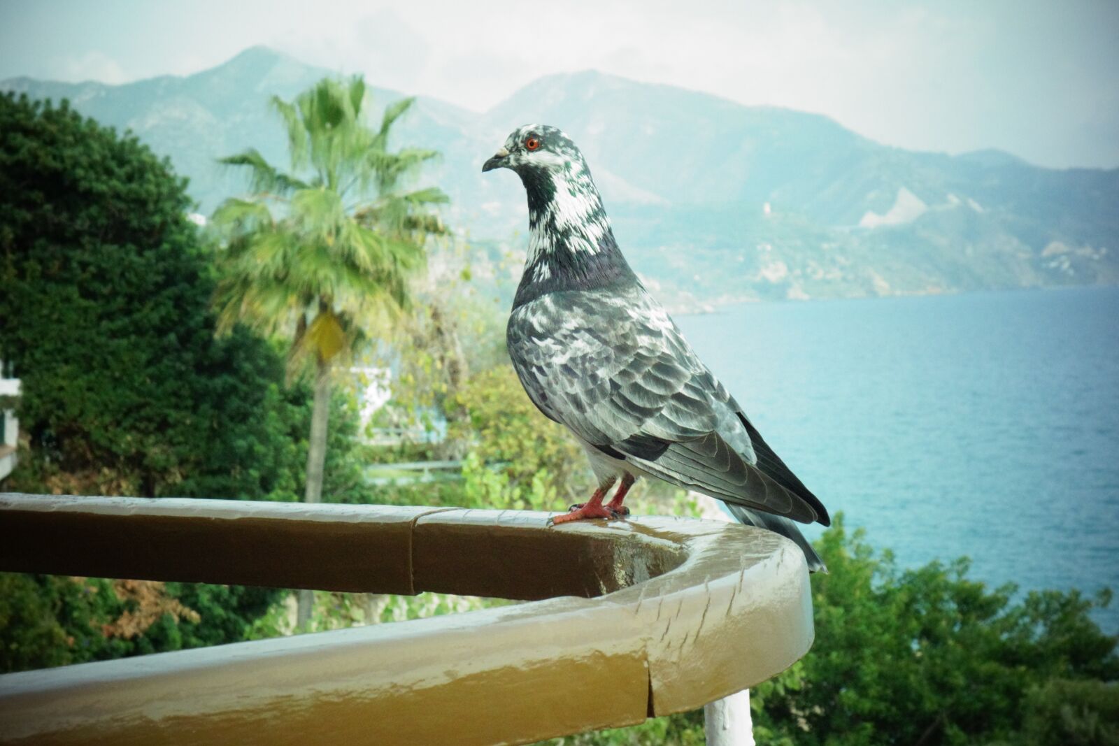 Sony Cyber-shot DSC-RX100 sample photo. Dove, stadsduva, spain photography
