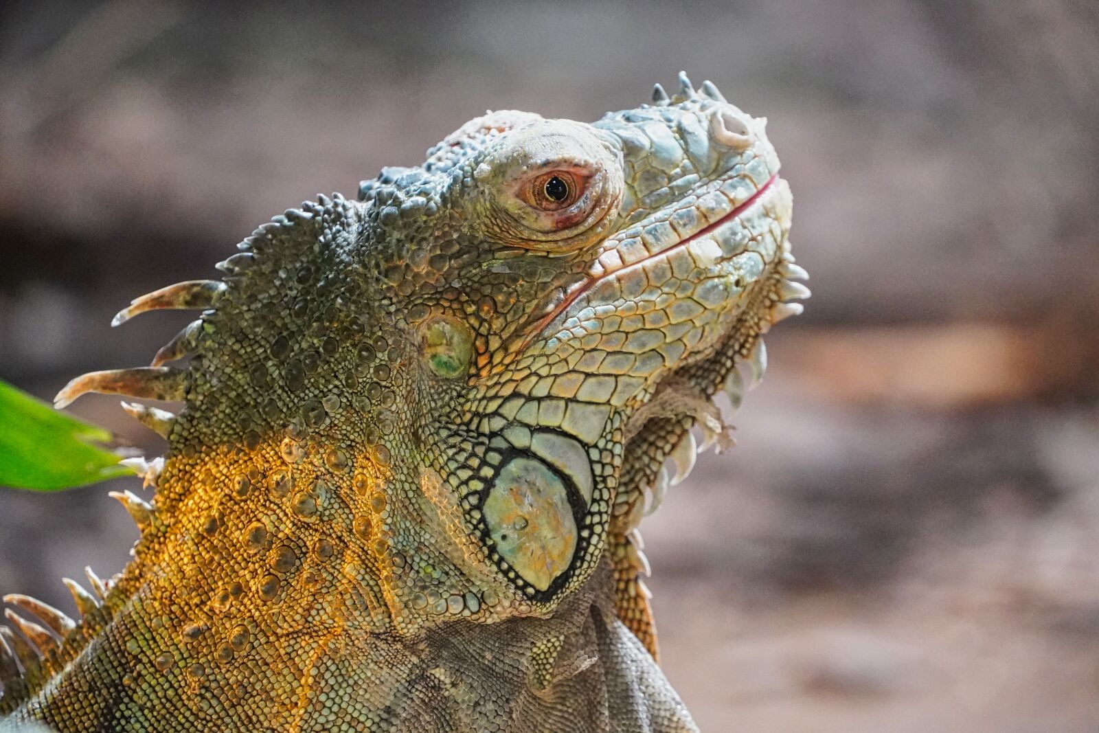 Sony a6400 sample photo. Iguana, reptile, terrarium photography