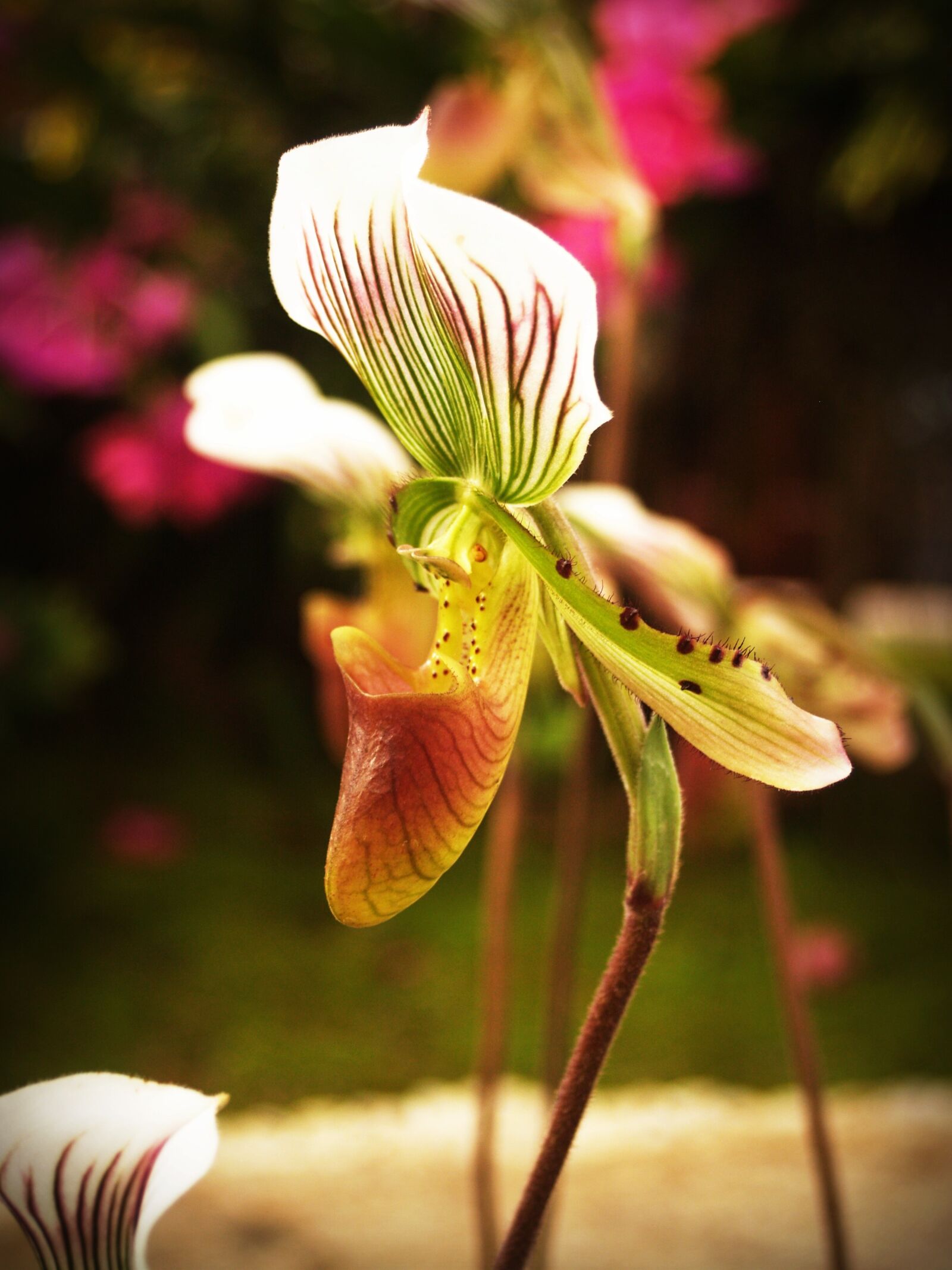 Olympus E-300 (EVOLT E-300) sample photo. Flower, orchid, tropical photography