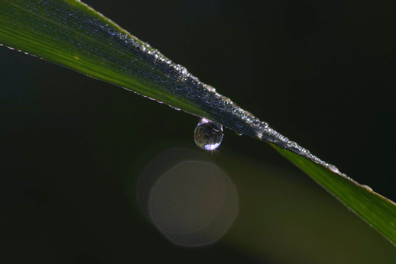 Pentax K-S2 sample photo. A drop of, grass photography