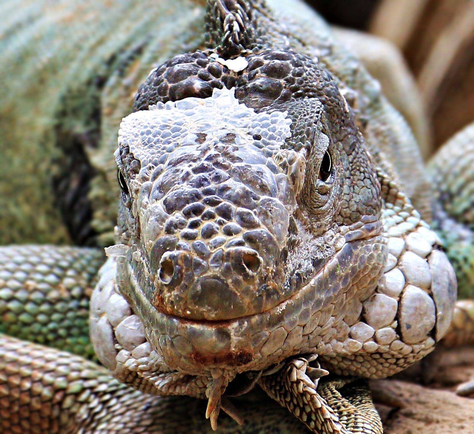 Canon EOS 550D (EOS Rebel T2i / EOS Kiss X4) sample photo. Iguana, reptile, zoo photography