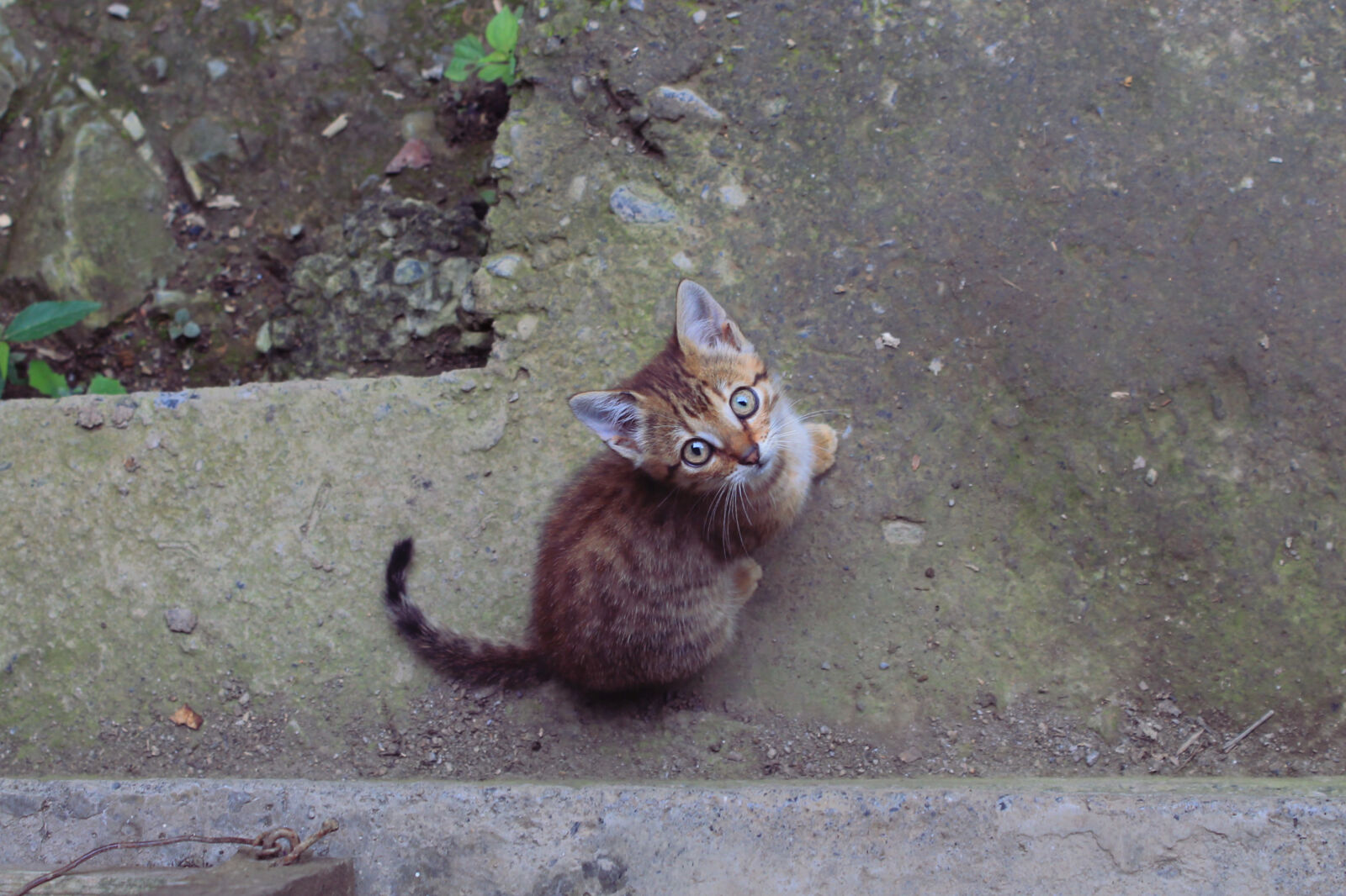 Canon EOS 1100D (EOS Rebel T3 / EOS Kiss X50) sample photo. Animal, baby, beautiful, cat photography