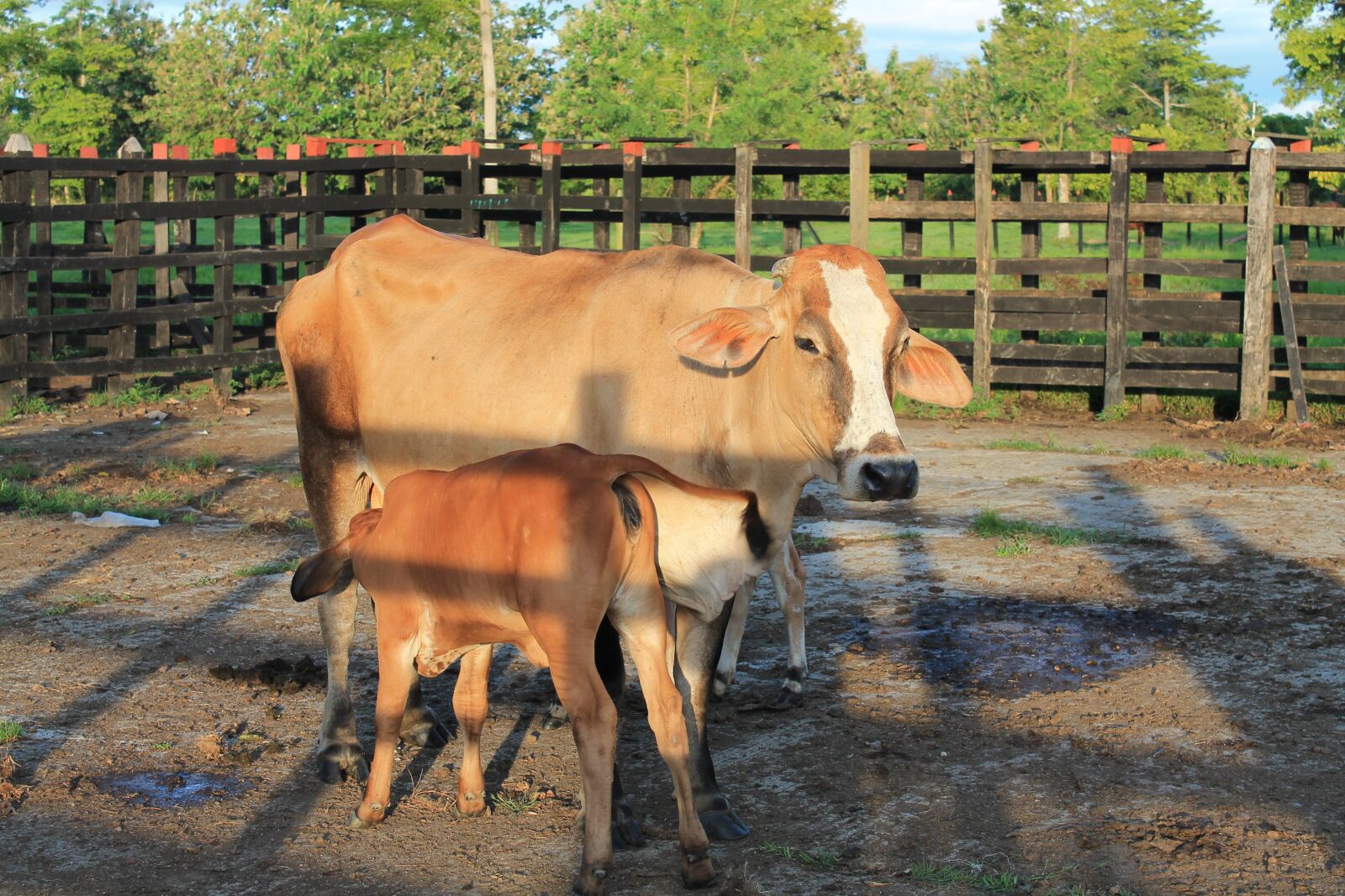 Canon EOS 1100D (EOS Rebel T3 / EOS Kiss X50) sample photo. Livestock, poultry, cows photography