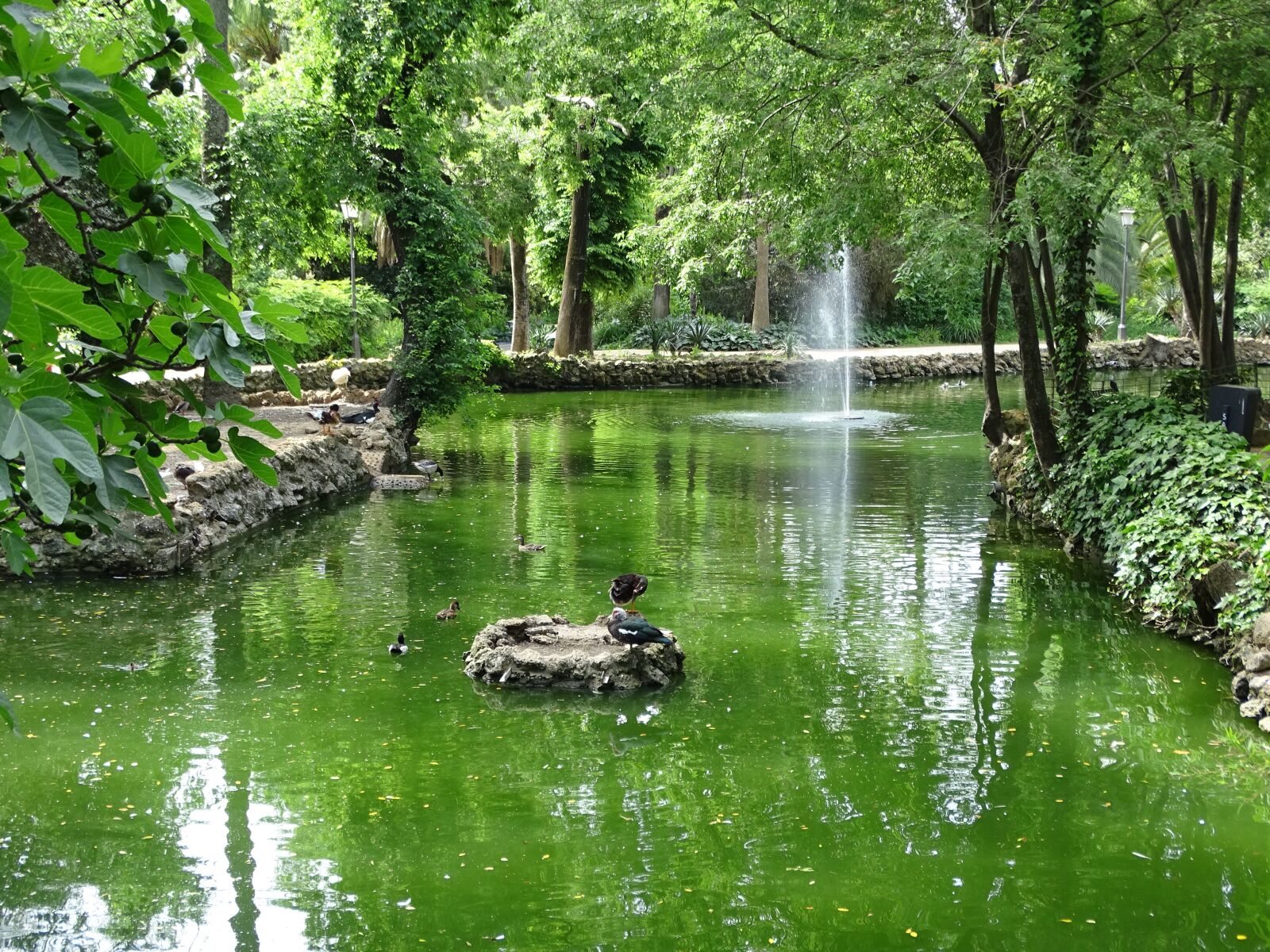 Sony Cyber-shot DSC-HX400V sample photo. Lake, ducks, nature photography