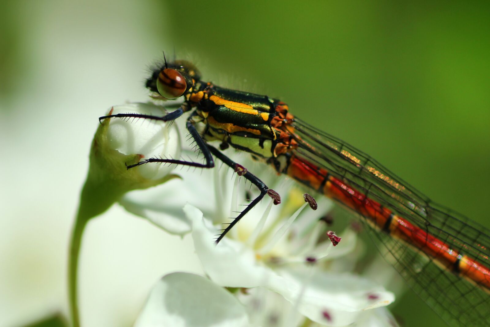 Tamron SP 90mm F2.8 Di VC USD 1:1 Macro sample photo. Dragonfly, early adonis dragonfly photography