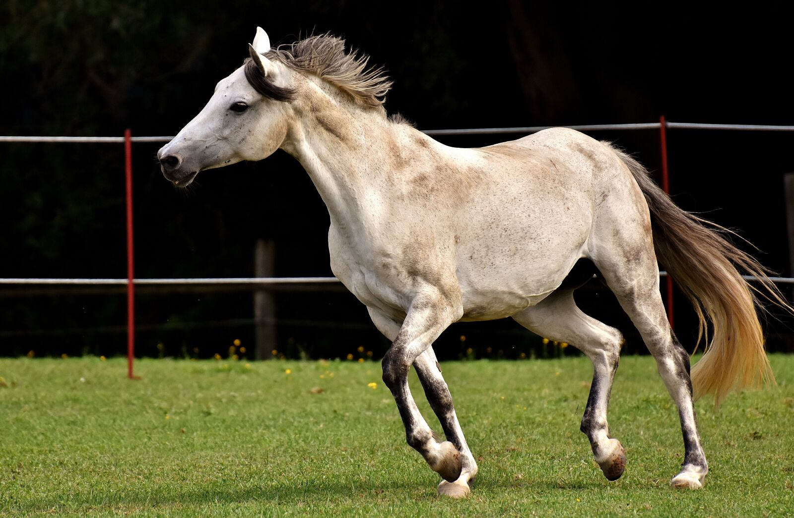 Nikon D7200 sample photo. Mold, horse, love for photography