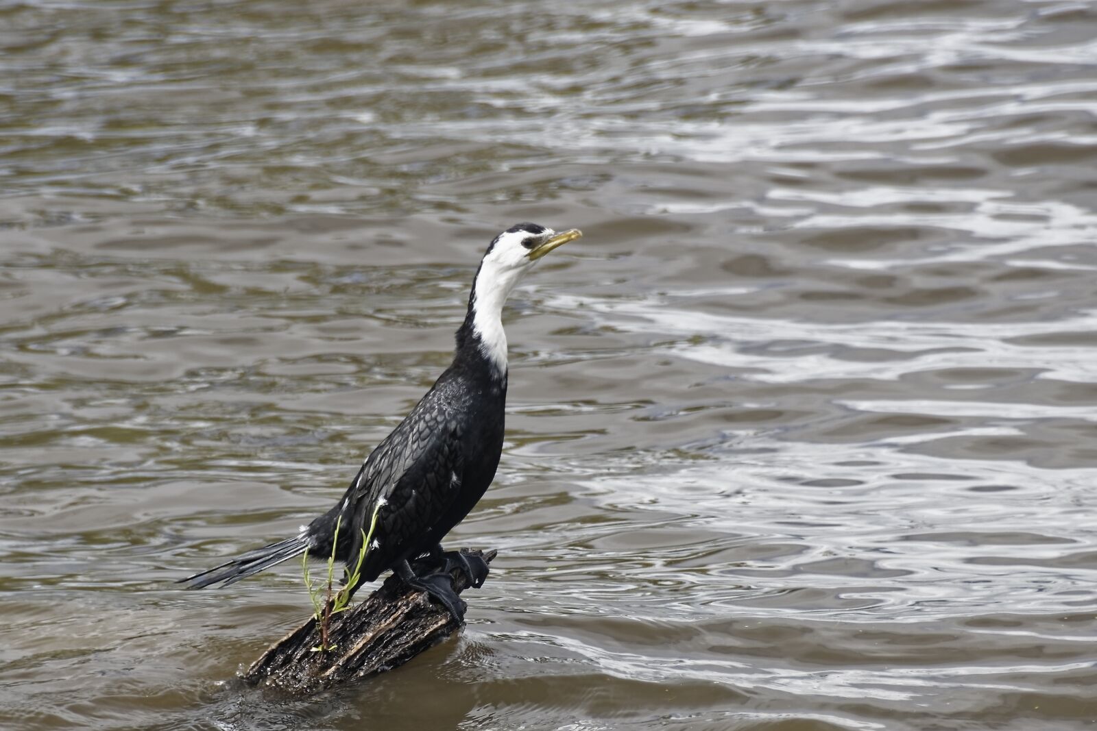 Nikon D500 sample photo. Bird, cormorant, animal photography